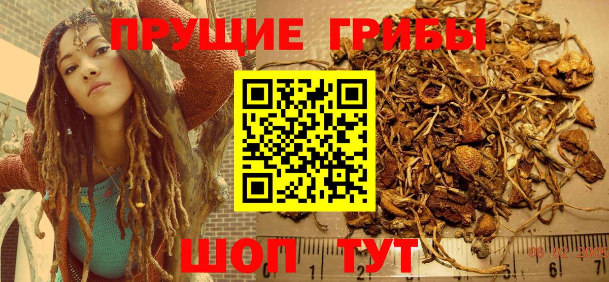 Губкин  Псилоцибиновые грибы Cubensis  Вход с VPN 